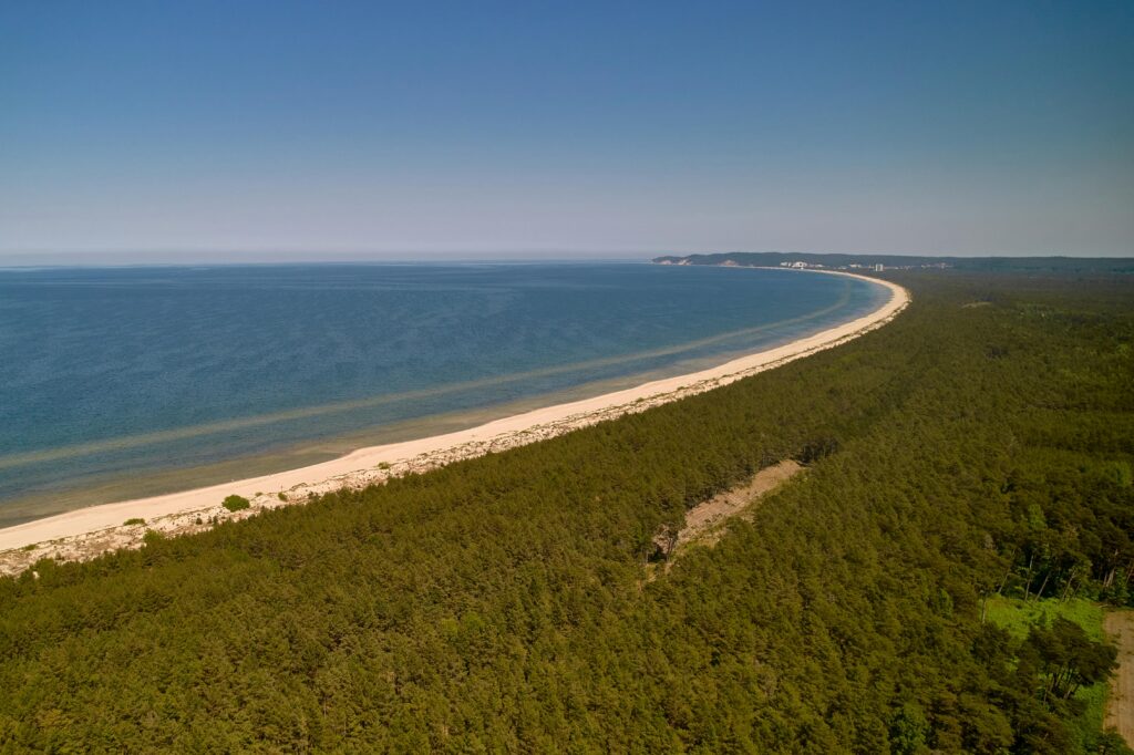 Aerial shot of a sandy beach along a dense forest by the sea on a clear day.