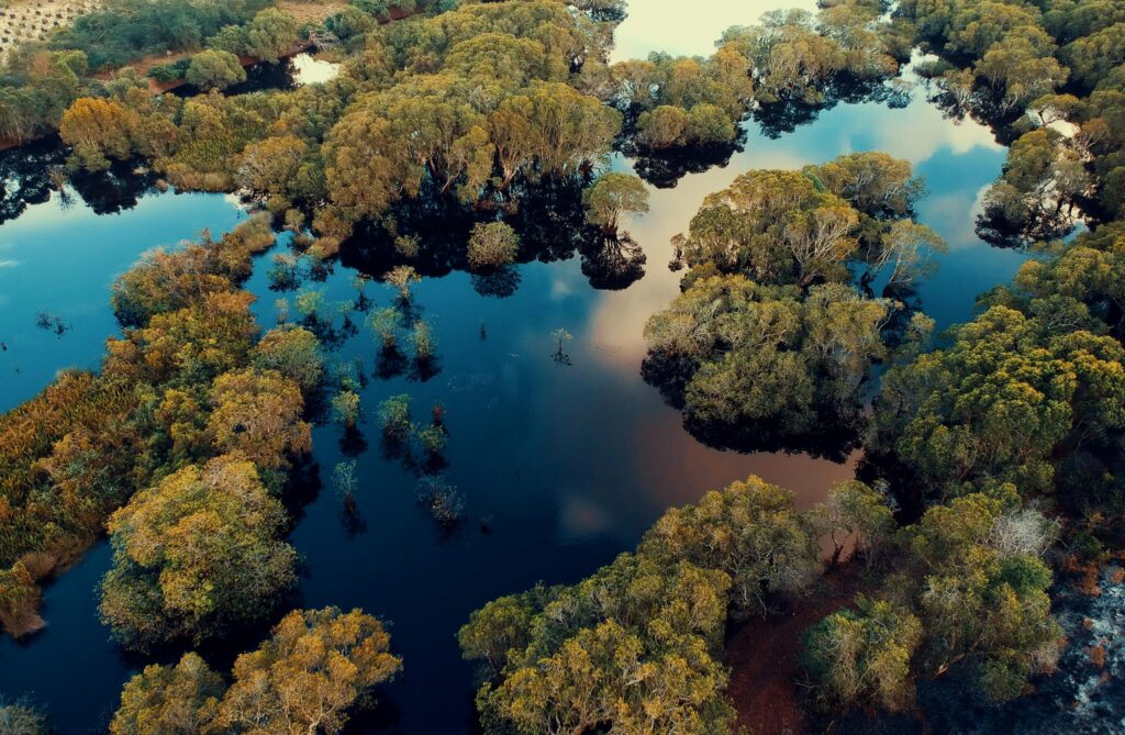 Stunning aerial shot of a vibrant swamp landscape in Marang, Malaysia with trees reflecting in water.